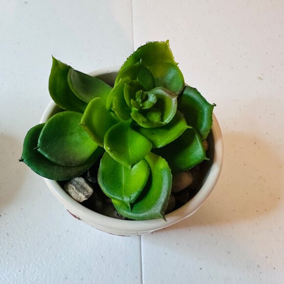 Artificial Succulent Plants In Dragonfly Pots Set Of 2 Decorative Greenery - Picture 4 of 6